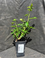 Роза английская Инглиш Гарден